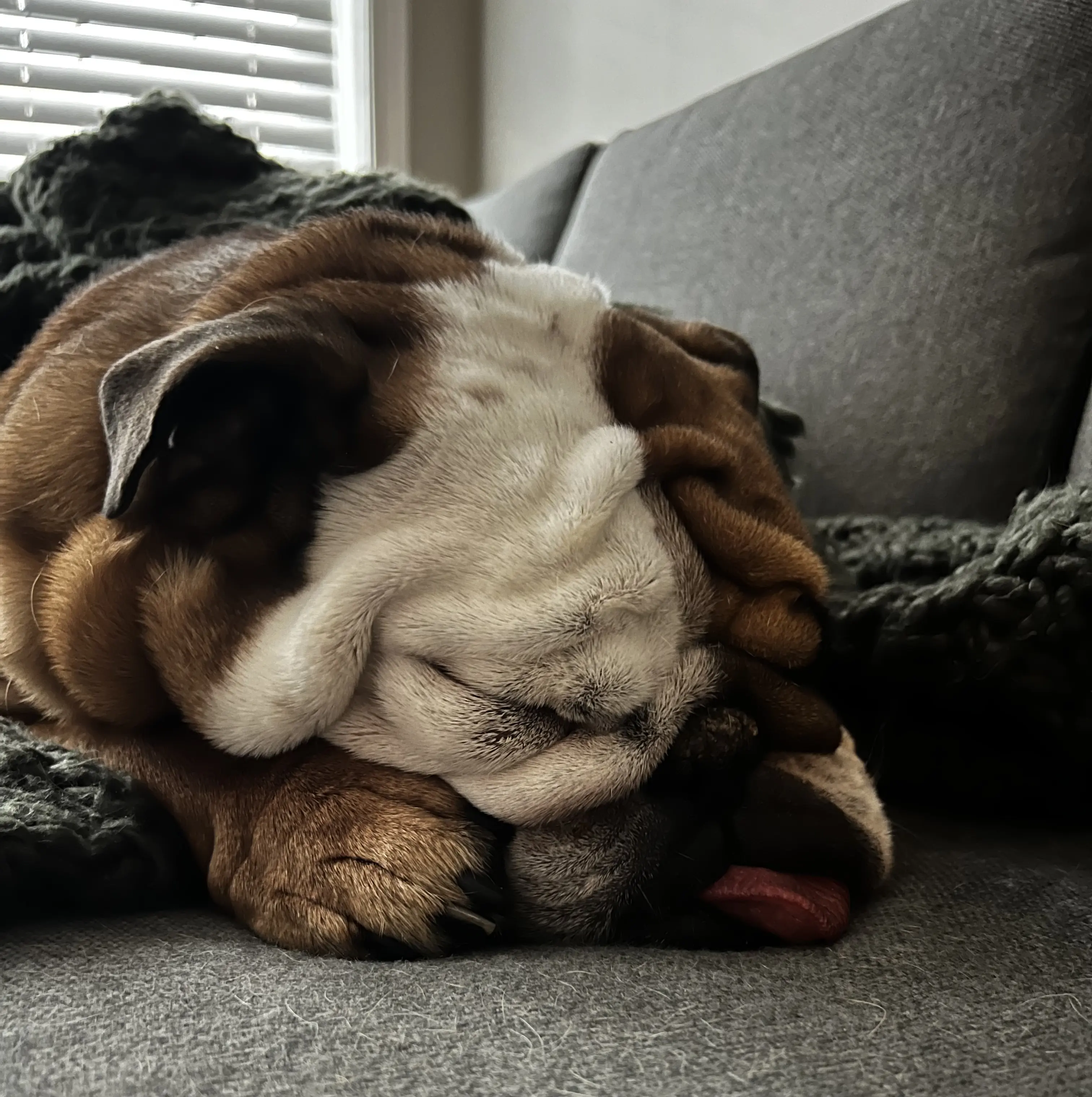 Bulldog Sleeping